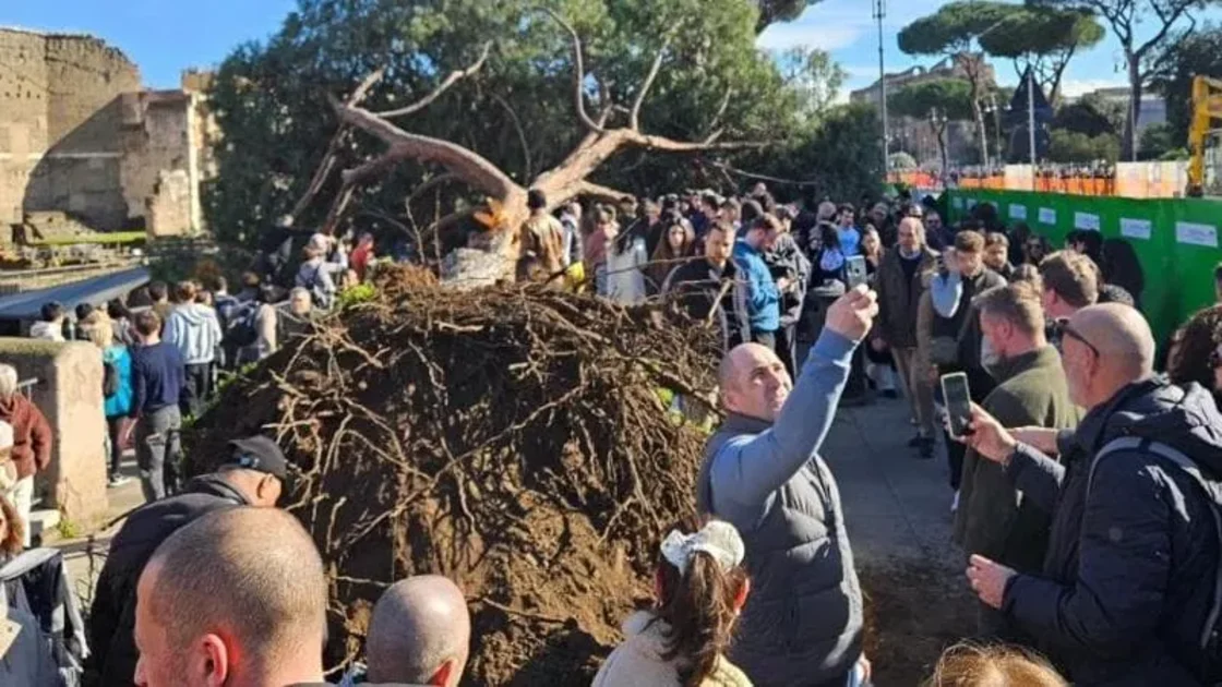 Pin prăbușit pe Via dei Fori Imperiali, în Roma: ce se știe despre starea răniților și restricțiile din zonă