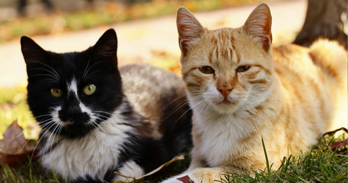 Studiu pe aproape 500 de pisici: mutații genetice din cancerul felin seamănă cu cele din unele cancere umane