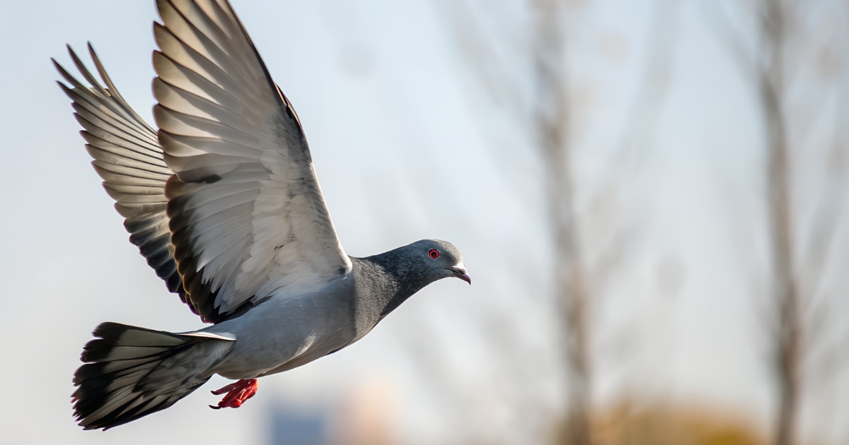 Porumbei transformați în „biodrone”: ce spune Neiry Group despre testele din Rusia și cum ar urma să fie folosiți