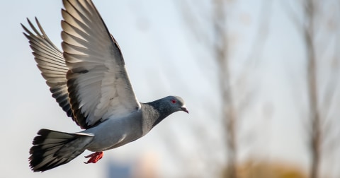 Porumbei transformați în „biodrone”: ce spune Neiry Group despre testele din Rusia și cum ar urma să fie folosiți