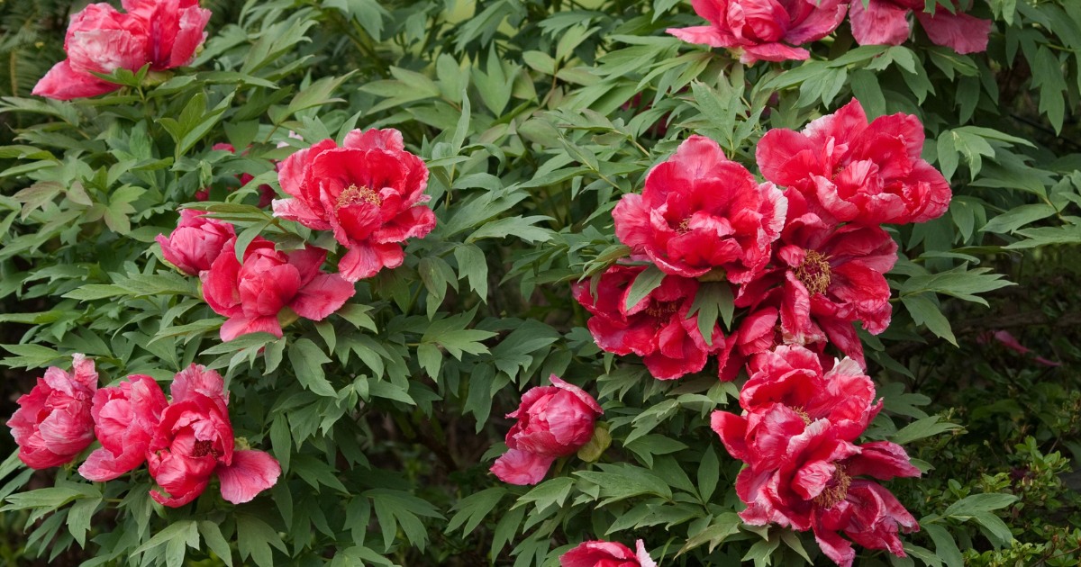 Cinci bucureșteni, prinși în flagrant după furtul de bujori dintr-o seră din Sectorul 4: prejudiciu de 20.000 de euro