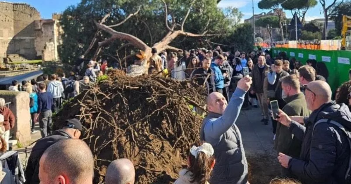 Pin prăbușit pe Via dei Fori Imperiali, în Roma: ce se știe despre starea răniților și restricțiile din zonă