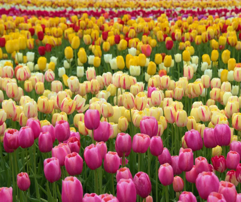 Amsterdam dă startul sezonului lalelelor: 200.000 de flori gratuite pe Museumplein